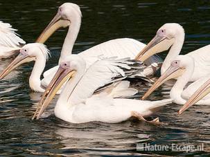 Roze pelikanen, zwemmend, Avifauna 1 030810