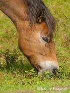 Exmoor pony, grazend, foeragerend, NHD Bergen 1 110910