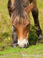 Exmoor pony, veulen, grazend, NHD Bergen 4 110910