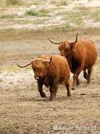 Schotse hooglanders, gedoe om een tochtige koe, Doornvlak 1 210810