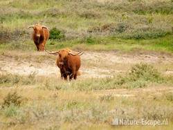 Schotse hooglanders, gedoe om een tochtige koe, Doornvlak 6 210810