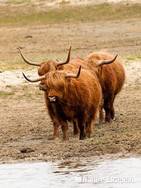 Schotse hooglanders, gedoe om een tochtige koe, Doornvlak 9 210810