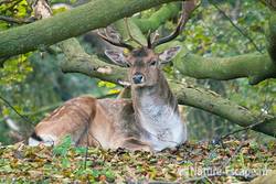 Damhert, bok, rustend, AWD1 091010