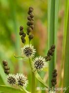 Grote egelskop, detail bloemen en bloemknoppen, Zwanenwater 4 130710