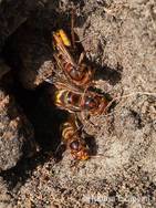 Hoornaars, bij ingang nest onder boom, NHD Bakkum1 011010