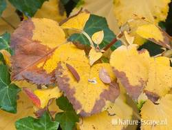 Klimhortensia, verkleurd blad en klimop, tB1 311010