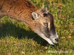 Moeflon, een jonge ooi, foeragerend, AWD2 091010