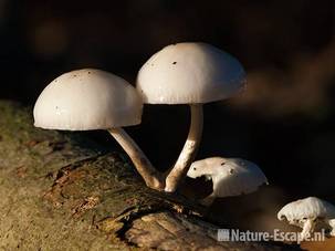 Porseleinzwam, paddenstoelen, AWD1 091010