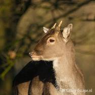 Damhert, jonge bok, detail kop AWD 280111