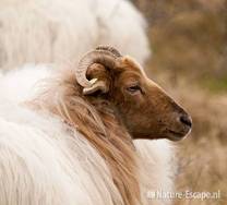 Schaap, Drents heideschaap, detail kop, AWD1 180211