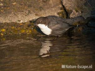 Waterspreeuw, foeragerend, AWD1 280111