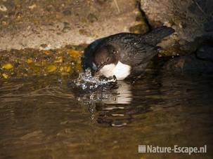 Waterspreeuw, foeragerend, AWD2 280111