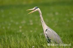 Blauwe reiger, gapend, Busch en Dam Uitgeest 1 220411