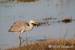 Blauwe reiger, kikker etend, Doornvlak 17 020411