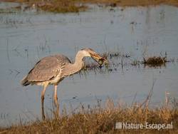 Blauwe reiger, kikker etend, Doornvlak 18 020411