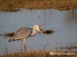 Blauwe reiger, kikker etend, Doornvlak 9 020411