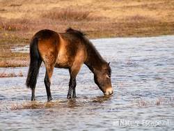 Exmoor pony, drinkend, Doornvlak 1 020411