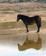 Exmoor pony, met reflectie, Doornvlak 1 020411