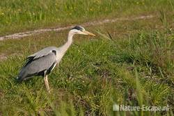 Blauwe reiger, Zwmp1 050511