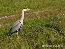 Blauwe reiger, Zwmp2 050511