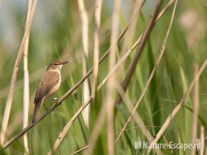 Kleine karekiet, Hijm NHD Castricum 1 050511