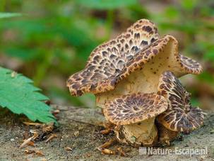 Zadelzwammen, jonge paddenstoelen AWD1 300411