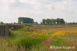 Bunkers in kruidenrijke weide, Hekslootpolder, Spaarndam 1 210511