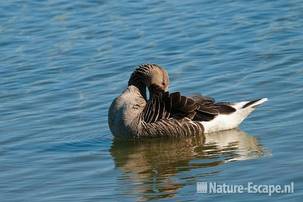 Grauwe gans, poetsend, Hijm NHD Castricum 1 230511