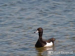 Kuifeend, woerd, man, Hijm NHD Castricum 1 230511