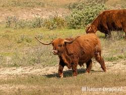 Schotse hooglanders, Doornvlak 3 200511