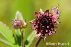 Wateraardbei, detail bloem, tB1 190511