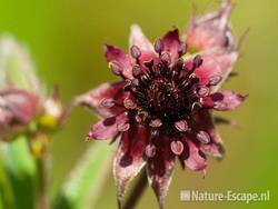 Wateraardbei, detail bloem, tB3 190511