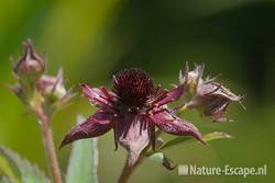 Wateraardbei, detail bloem, tB4 190511