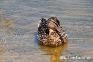 Wilde eend, vrouw, Doornvlak 1 230511