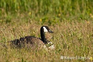 Canadese gans, met jong, juveniel, NHD Castricum 2 030611