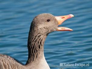 Grauwe gans, happend naar mugjes, Vogelmeer, NPZK1 010611