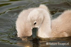 Knobbelzwaan, jong, juveniel, Castricummerpolder 1 110615