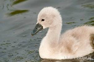 Knobbelzwaan, jong, juveniel, Castricummerpolder 3 110615