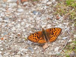 Duinparelmoervlinder, op schelpenpad, Zww1 220611