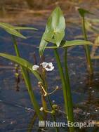 Pijlkruid, blad en bloemen, Assendeelft 1 040711