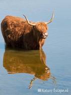 Schotse hooglander, in water, Doornvlak 2 270611