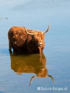 Schotse hooglander, in water, Doornvlak 5 270611