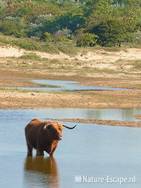 Schotse hooglander, in water en duinlandschap, Doornvlak1 270611