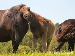 Shetland, pony, veulen en merrie, Aagtendijk 1 040711