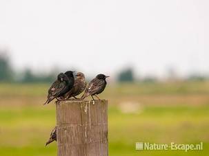 Spreeuwen, op damhek, paal, Wormer- en Jisperveld 2 040711