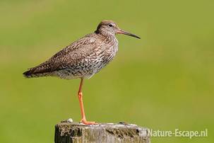 Tureluur, op paal, Castricummerpolder 1 050711