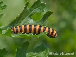 Zebrarups, rups van Sint Jacobsvlinder, AWD1 300611