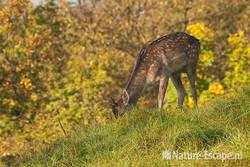 Damhert, jonge bok, grazend, AWD1 131011