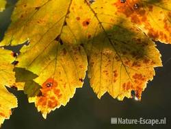 Gewone esdoorn,  gekleurd herfstblad, NHD Bakkum 2 300911