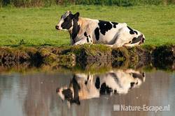 Koe, zwartbond, liggend, met spiegelbeeld, Zwmp1 011011